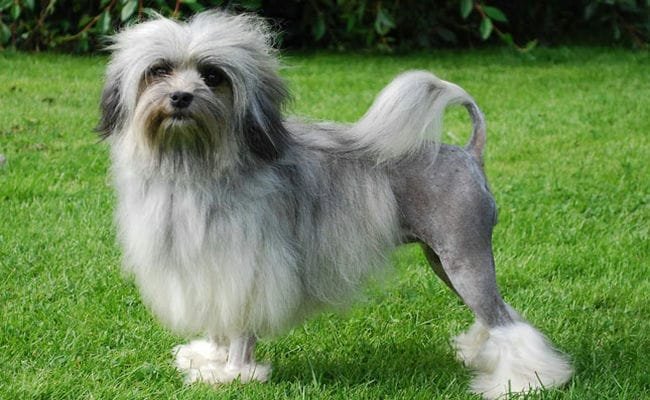 Top 10 Most Expensive Dogs In The World Top 10 Most Expensive Dogs In The World