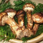 Mattake or Matsutake Mushrooms