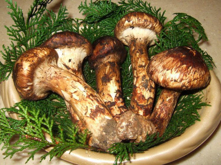 Mattake or Matsutake Mushrooms