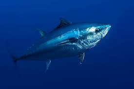 The Bluefin Tuna
