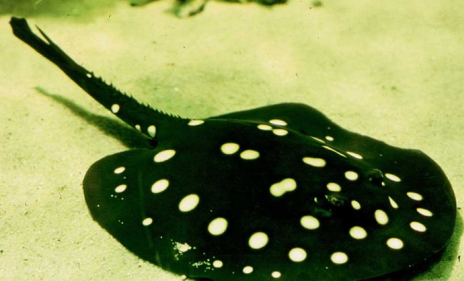 Freshwater Polka Dot Stingray