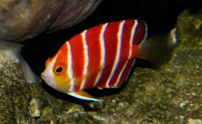 Top 10 Most Expensive Fishes In The World Top 10 Most Expensive Fishes In The World