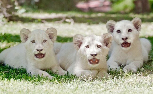 Top 10 Most Expensive Animals In The World Three white lion cubs lie on the grass, facing the camera with their mouths slightly open as if meowing or just finished roaring. In a shaded area with greenery and dappled sunlight, these serene scenes feature some of the most expensive animals in the world.