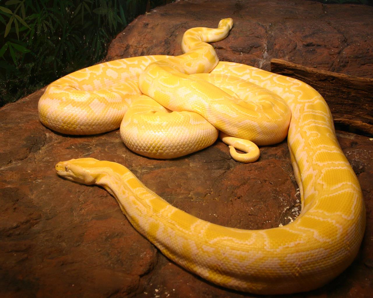 Amelanistic Burmese Python Arena Pile Top 10 Most Beautiful Snakes In The World