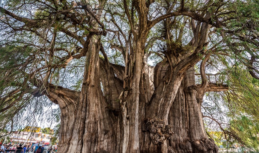Arbol del Tule tree e1506314713787 Arena Pile Top 10 Largest Trees In The World By Volume
