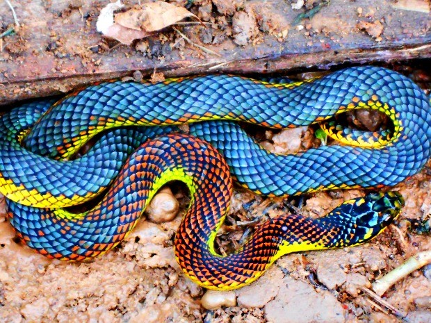 Brazilian Rainbow Boa Arena Pile Top 10 Most Beautiful Snakes In The World
