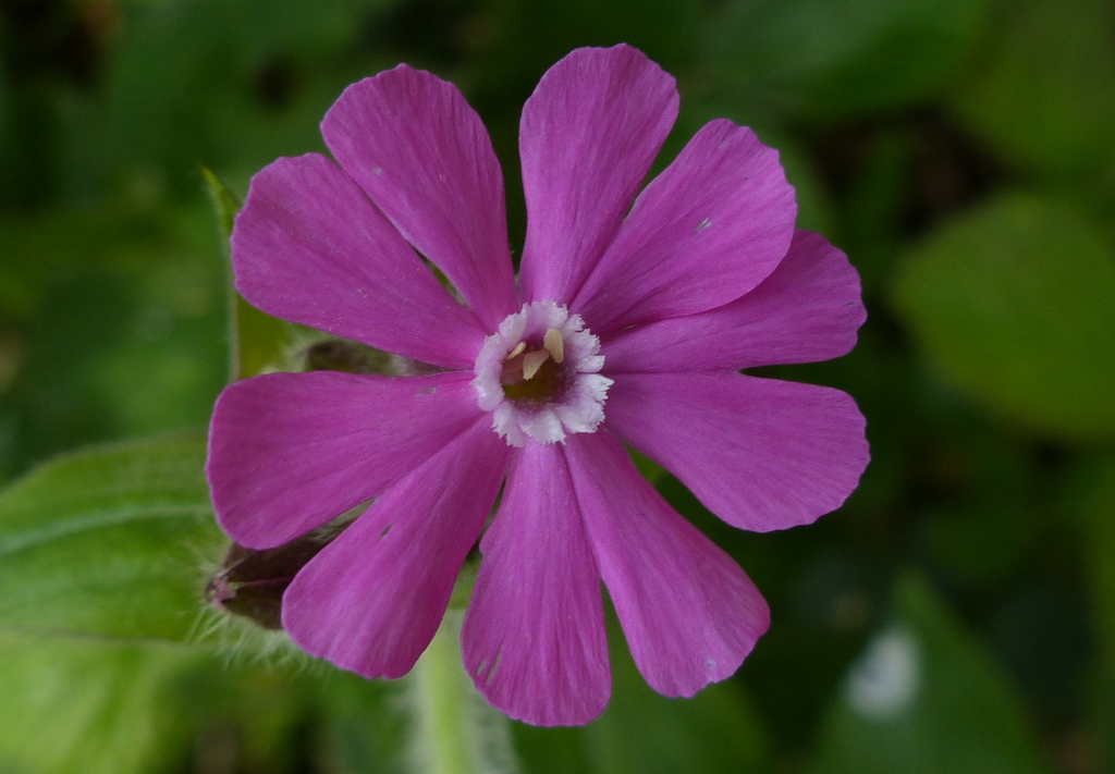 Campion flower, a delicate pink bloom