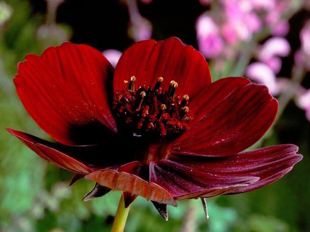 Chocolate Cosmos, a dark red flower with a chocolate scent. rarest flower in the world
