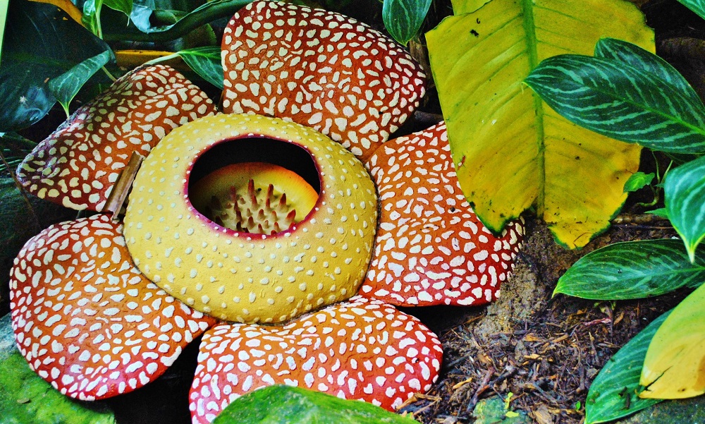 Corpse Flower, a large and rare bloom.