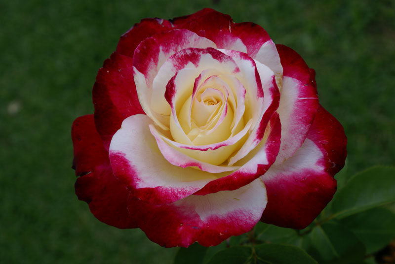 Double Delight Arena Pile Top 10 Most Amazing Intensely Fragrant Roses In The World