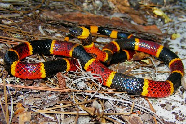 Eastern Coral Snake Arena Pile Top 10 Most Beautiful Snakes In The World