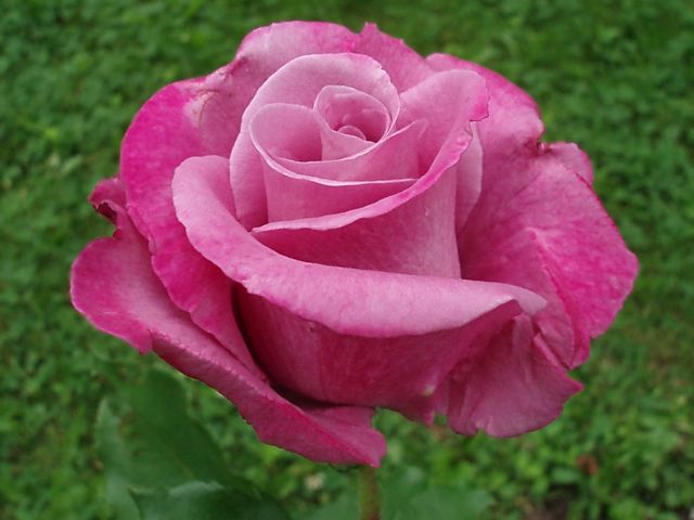 Fragrant Plum Rose Arena Pile Top 10 Most Amazing Intensely Fragrant Roses In The World