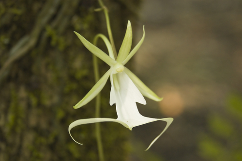 Ghost Orchid, a rare white flower. Rare Flowers In The World