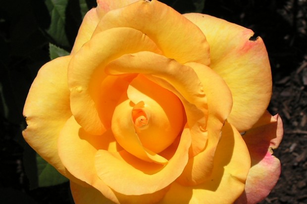 Gold Medal Arena Pile Top 10 Most Beautiful Roses In The World