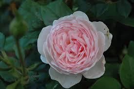 Heritage Rose Arena Pile Top 10 Most Amazing Intensely Fragrant Roses In The World