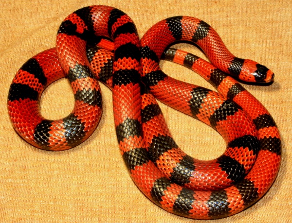 Honduran Milk Snake Arena Pile Top 10 Most Beautiful Snakes In The World