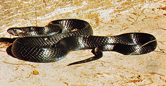 Indigo Eastern Rat Snake Arena Pile Top 10 Most Beautiful Snakes In The World