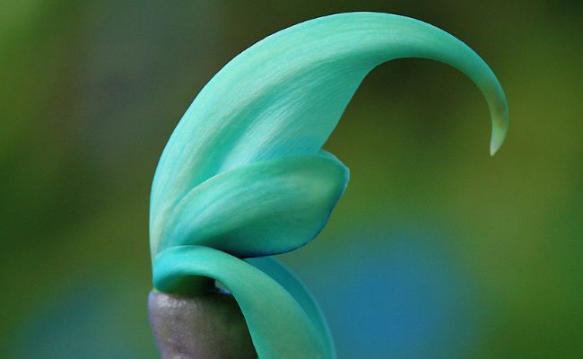  Jade Vine flower, a tropical turquoise bloom. rarest flower in the world
