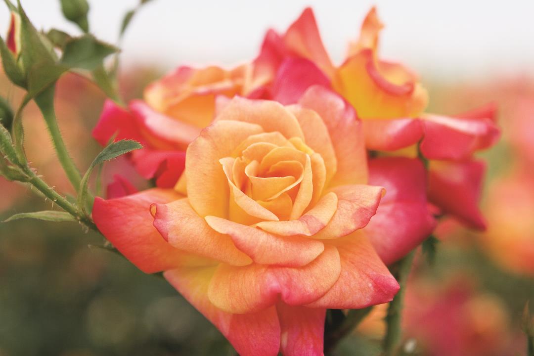 Joseph’s Coat Rose Arena Pile Top 10 Most Beautiful Roses In The World
