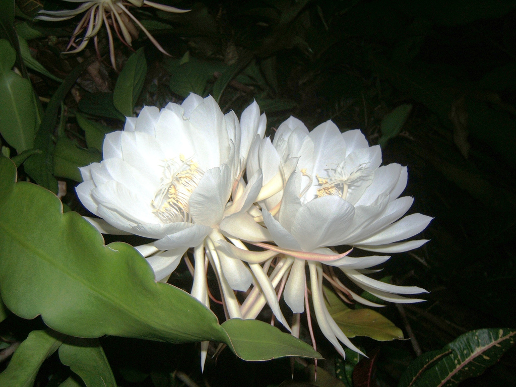 Kadupul flower, a rare nocturnal bloom