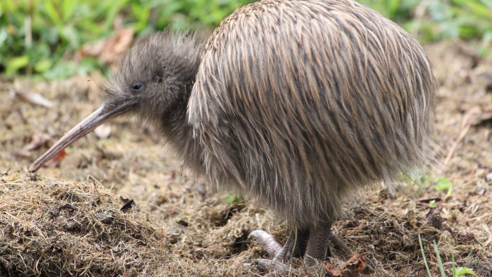 Kiwi bird Arena Pile Top 10 Amazing Flightless Birds In The World