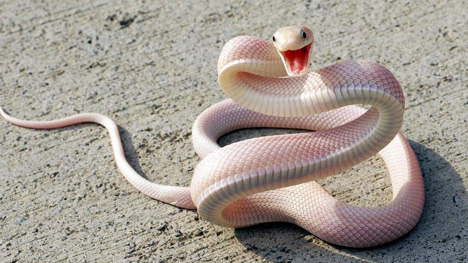 Top 10 Most Beautiful Snakes In The World