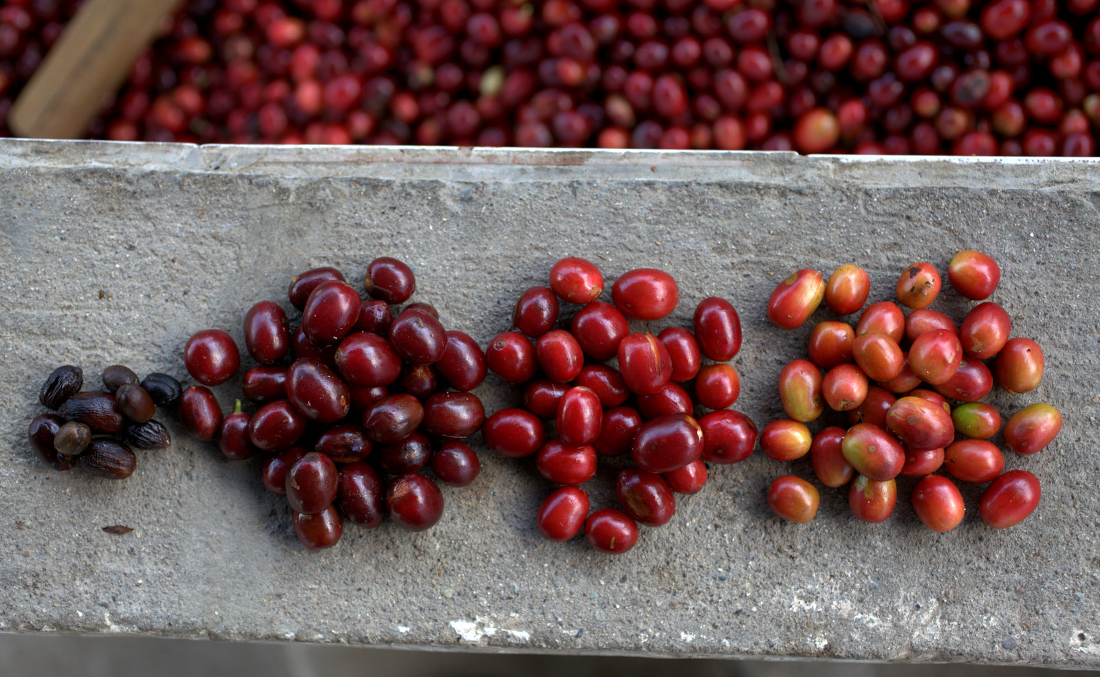 Los Planes El Salvador Arena Pile The Most Expensive Coffee In The World