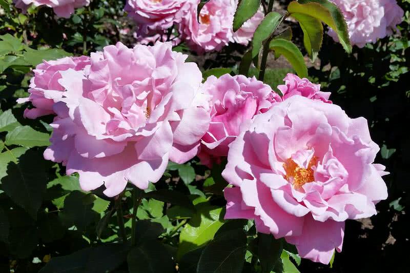 Memorial Day Rose Arena Pile Top 10 Most Amazing Intensely Fragrant Roses In The World