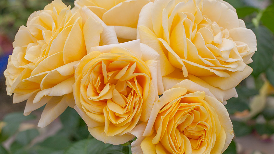 Michelangelo Rose Arena Pile Top 10 Most Beautiful Roses In The World