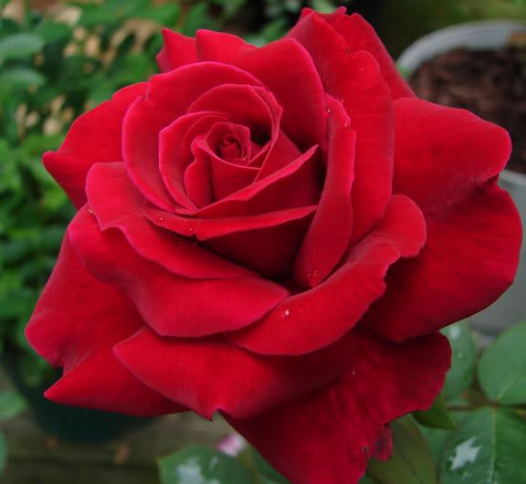Mister Lincoln Rose Arena Pile Top 10 Most Beautiful Awesome Flowers In The World