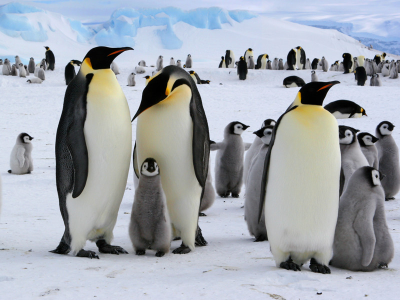 Penguins Arena Pile Top 10 Amazing Flightless Birds In The World