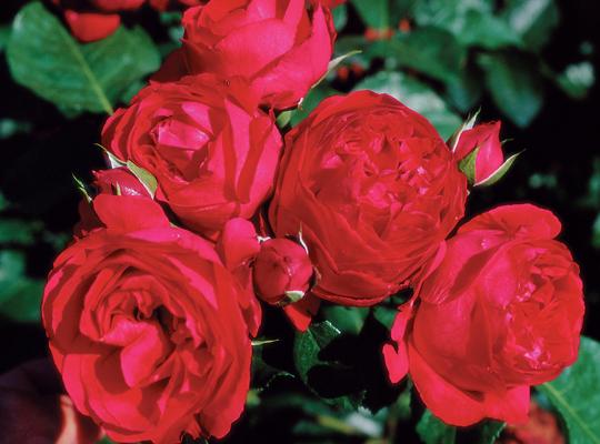 Red Eden Arena Pile Top 10 Most Beautiful Roses In The World