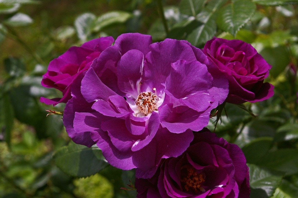 Rhapsody In Blue Arena Pile Top 10 Most Beautiful Roses In The World
