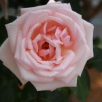 Top 10 Most Amazing Intensely Fragrant Roses In The World
