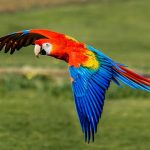 Top 10 Most Beautiful Birds In The World