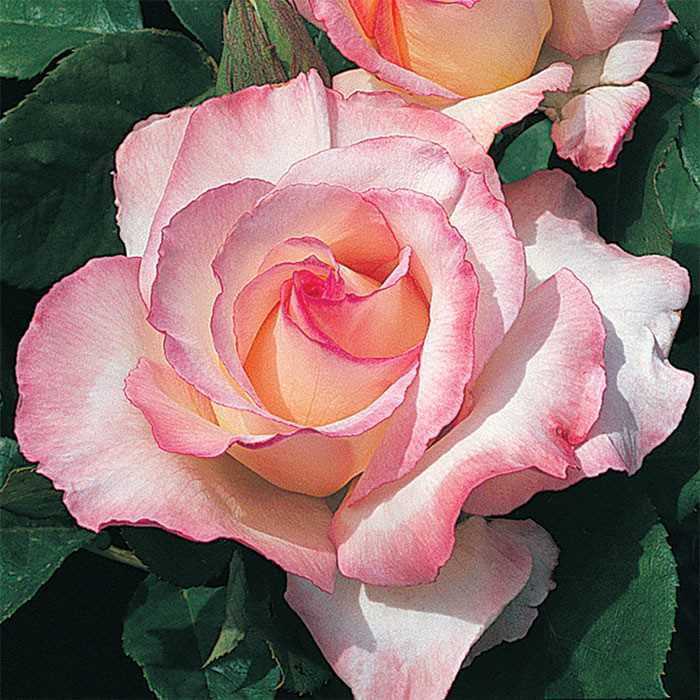 Secret Rose Arena Pile Top 10 Most Amazing Intensely Fragrant Roses In The World