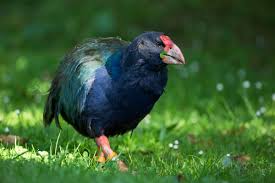 Takahe Arena Pile Top 10 Amazing Flightless Birds In The World