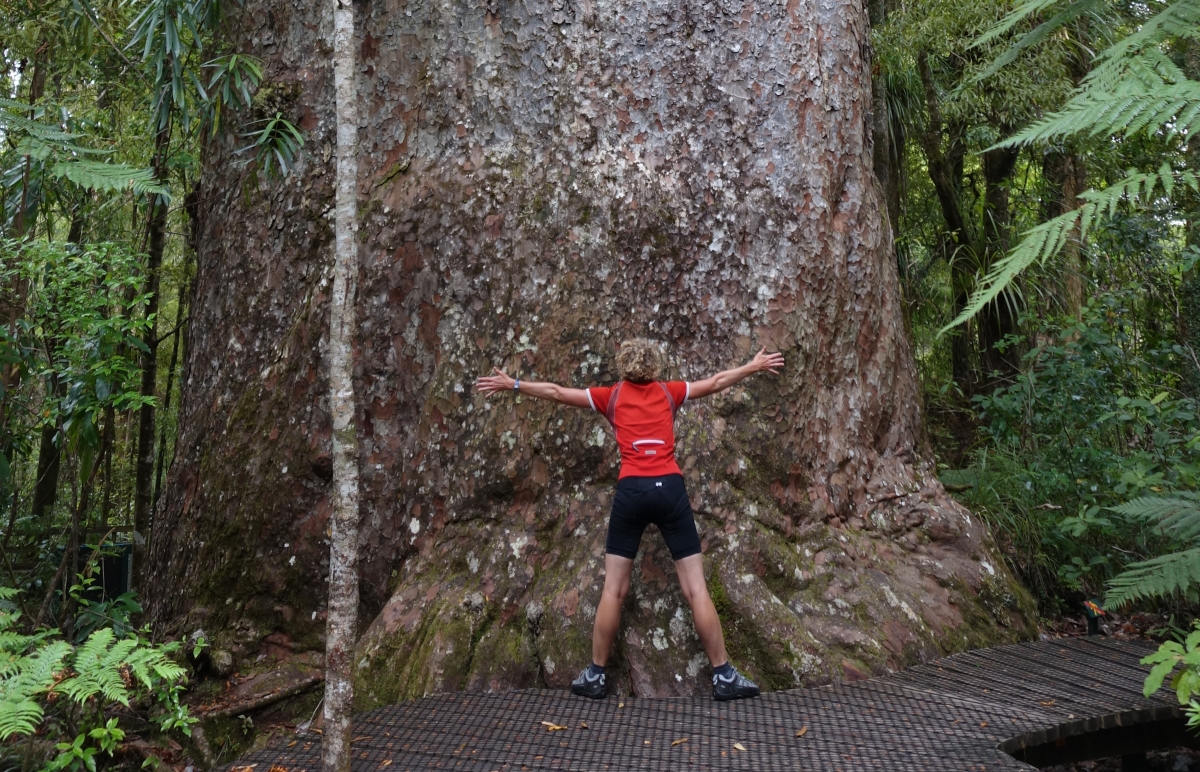Tane Mahuta tree Arena Pile Top 10 Largest Trees In The World By Volume