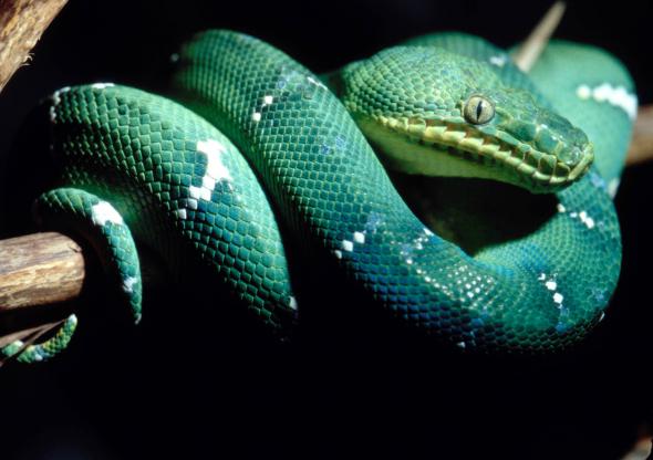 The Emerald Tree Boa Arena Pile Top 10 Most Beautiful Snakes In The World