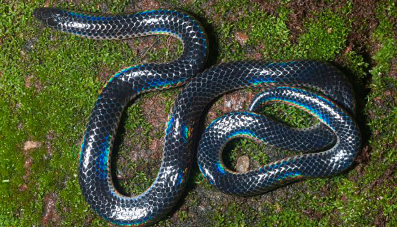 The Iridescent Shieldtail Arena Pile Top 10 Most Beautiful Snakes In The World