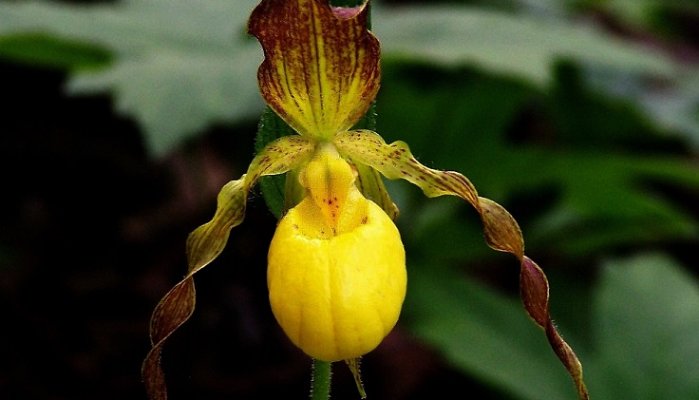 Yellow and Purple Lady Slippers, a unique and colorful orchid. rarest flower in the world
