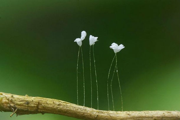 Youtan Poluo, a tiny and rare white flower.