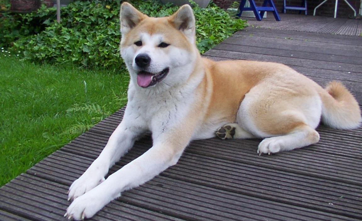 Akita Arena Pile Top 10 Most Beautiful Dog Breeds In The World