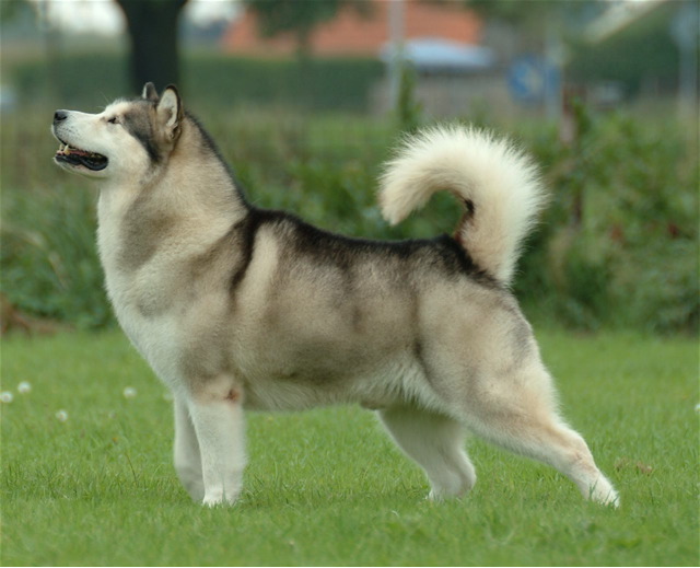 Alaskan Malamute Arena Pile Top 10 Most Beautiful Dog Breeds In The World