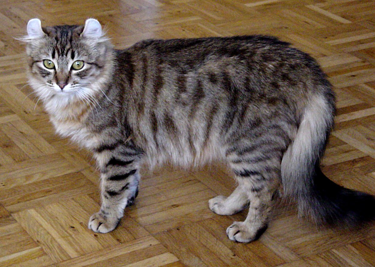 American Curl Arena Pile Top 10 Smallest Cat Breeds In The World