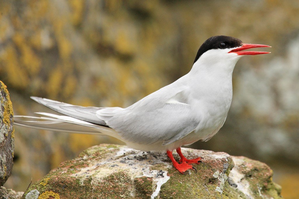 Arctic Tern Arena Pile Top 10 Amazing Arctic Birds In The World