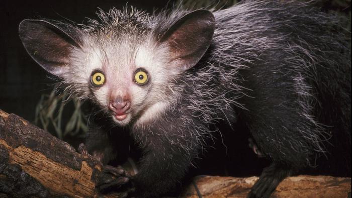 Aye aye Arena Pile Top 10 Most Amazing Madagascar Animals