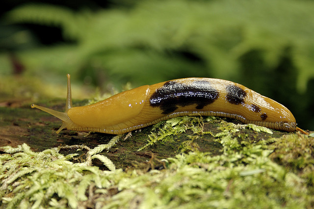 Banana Slug Arena Pile Top 10 Slowest Animals In The World