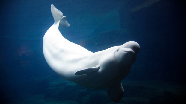 Beluga Whale Arena Pile Top 10 Most Famous Arctic Animals