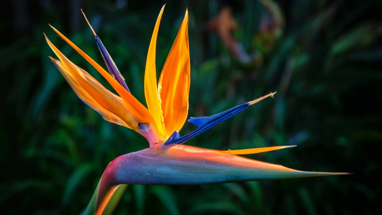 Bird Of Paradise Arena Pile Top 10 Most Beautiful Awesome Flowers In The World
